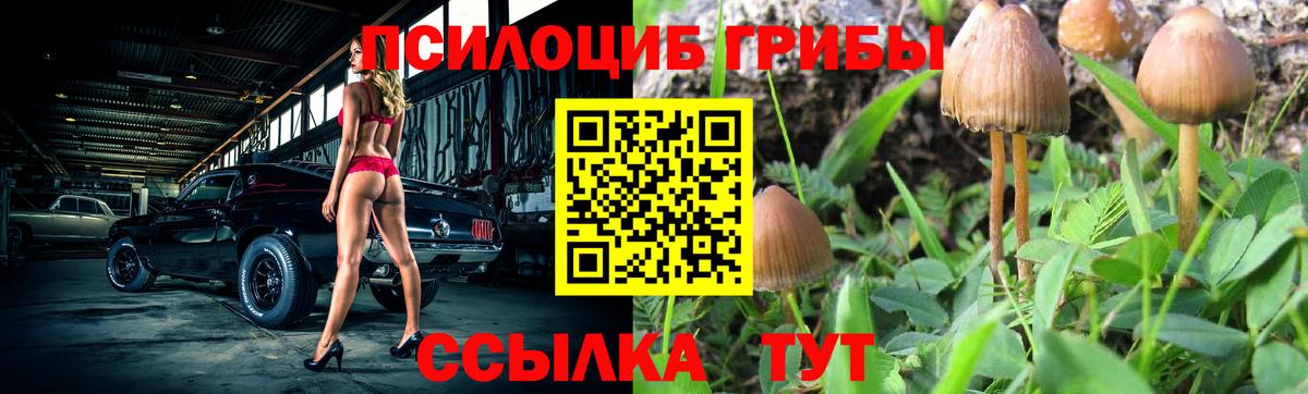 Нальчик  Псилоцибиновые грибы Psilocybe  Вход с VPN 